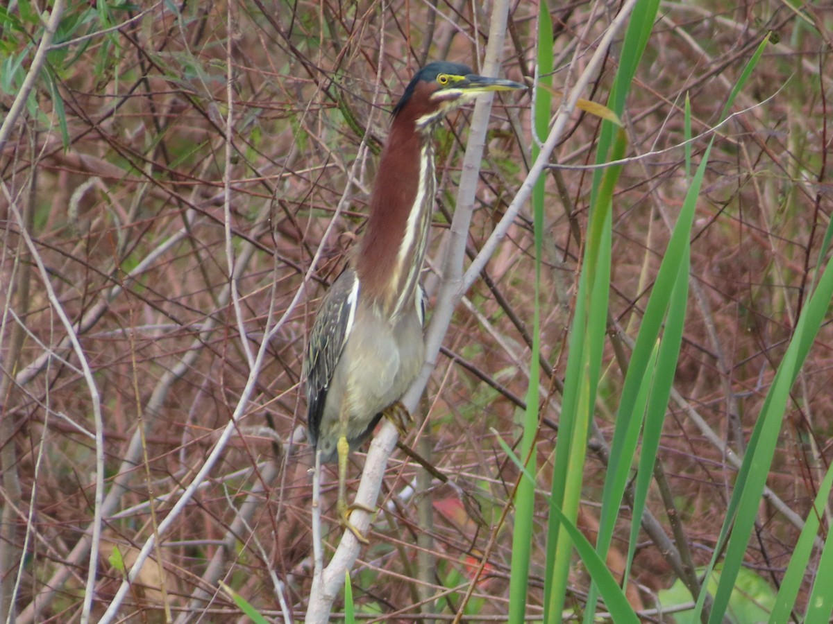 Koartzatxo berdea - ML646935719