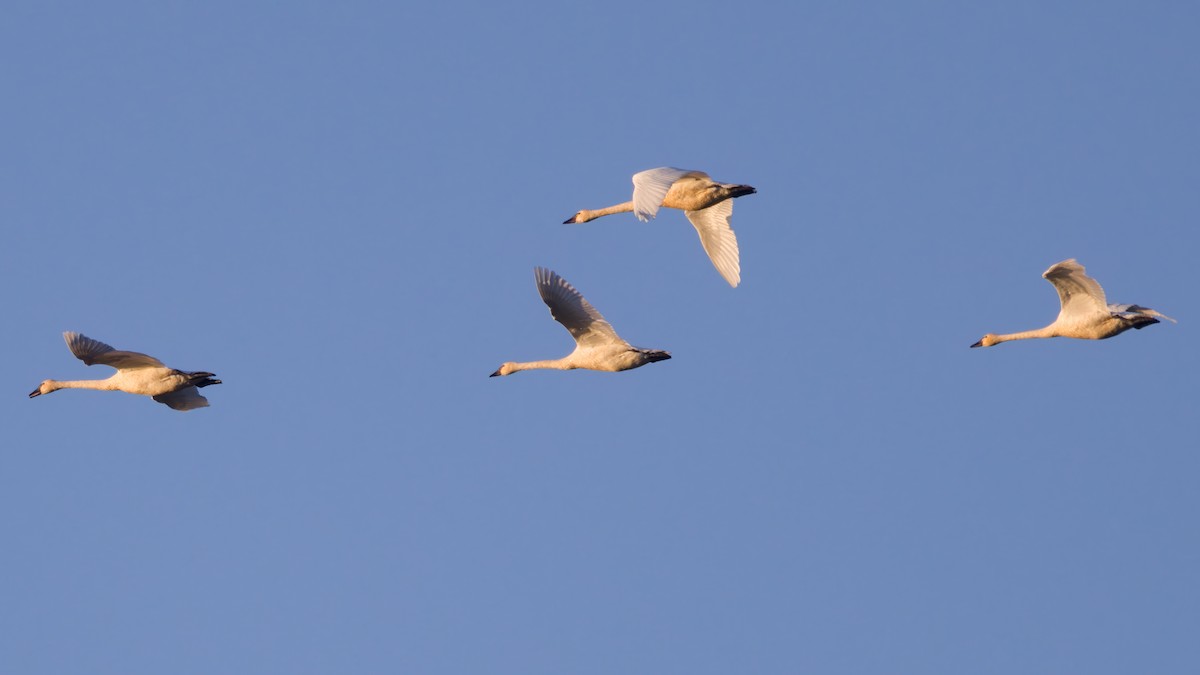 Tundra Swan - ML646935720