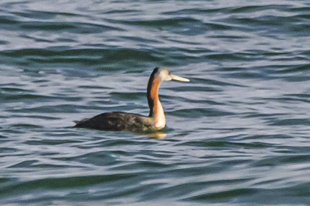 Somormujo Macachón - ML646935724