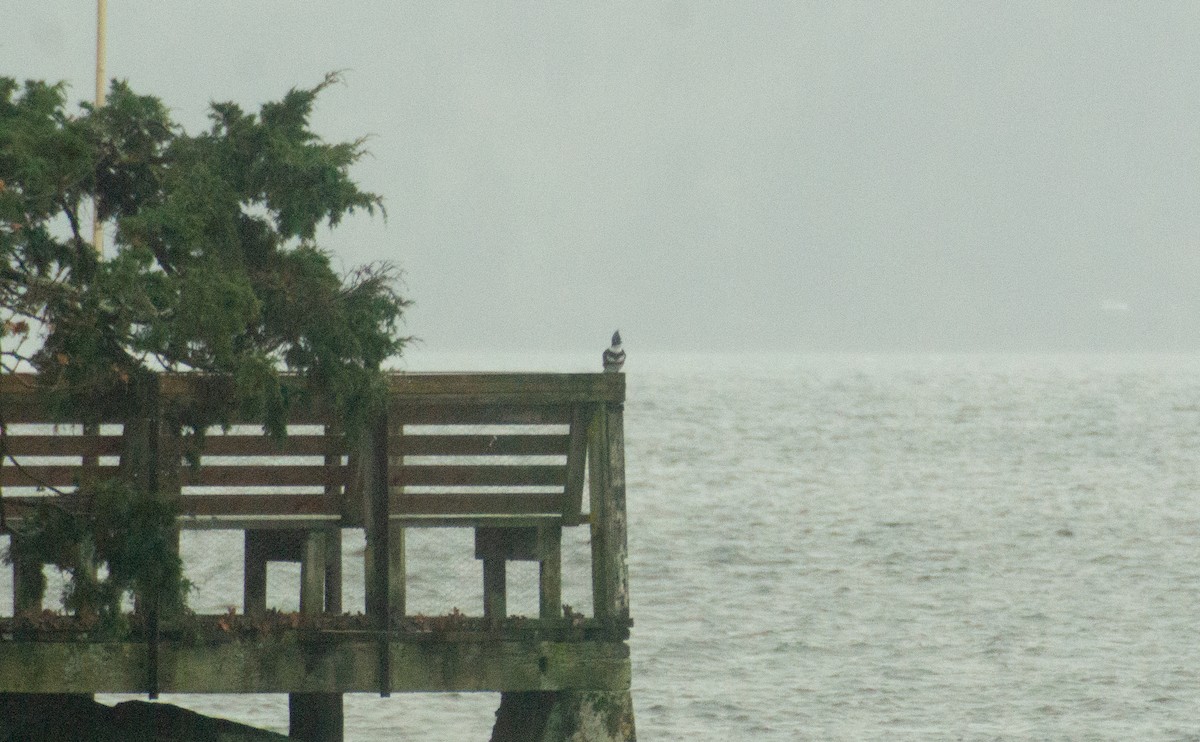 Belted Kingfisher - ML646935725