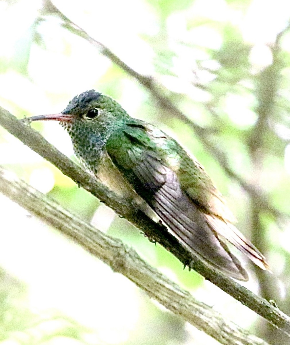 Amazilia Yucateca - ML646935730