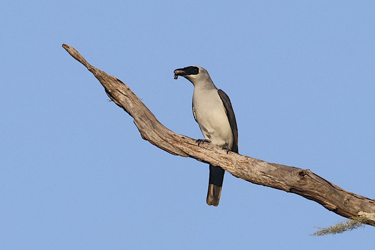 White-bellied Cuckooshrike - ML646935731