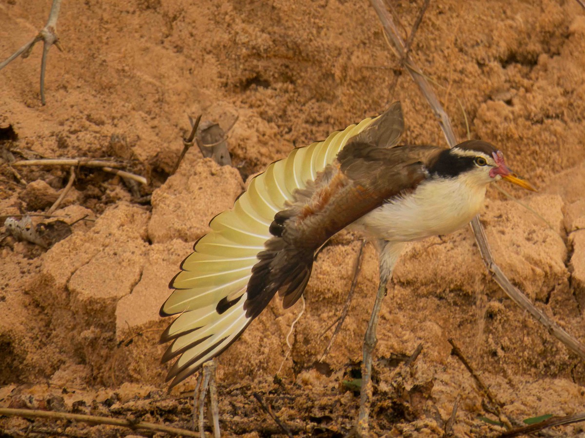 Wattled Jacana - ML646935737