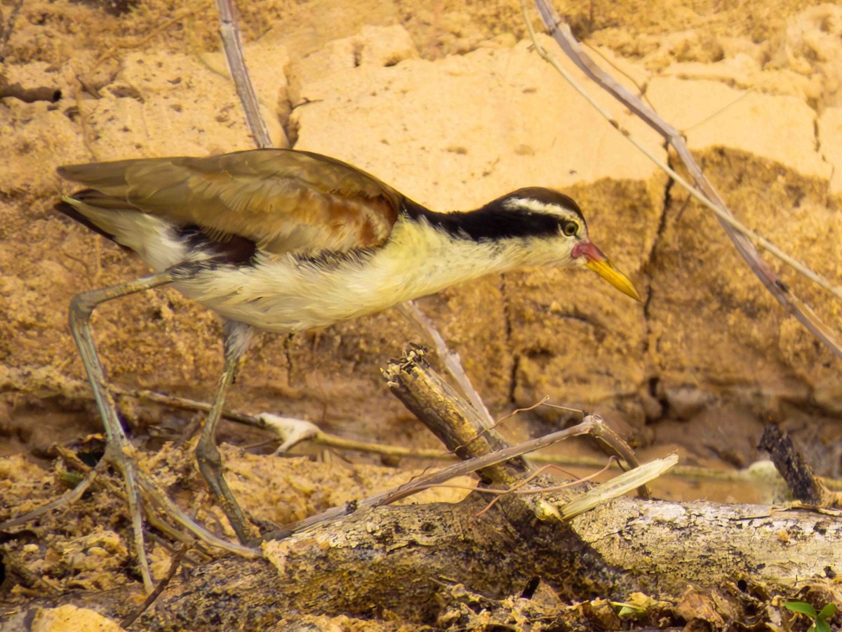 Wattled Jacana - ML646935738
