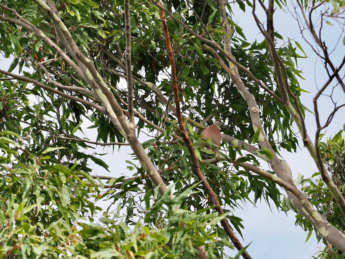Common Bronzewing - ML646935744