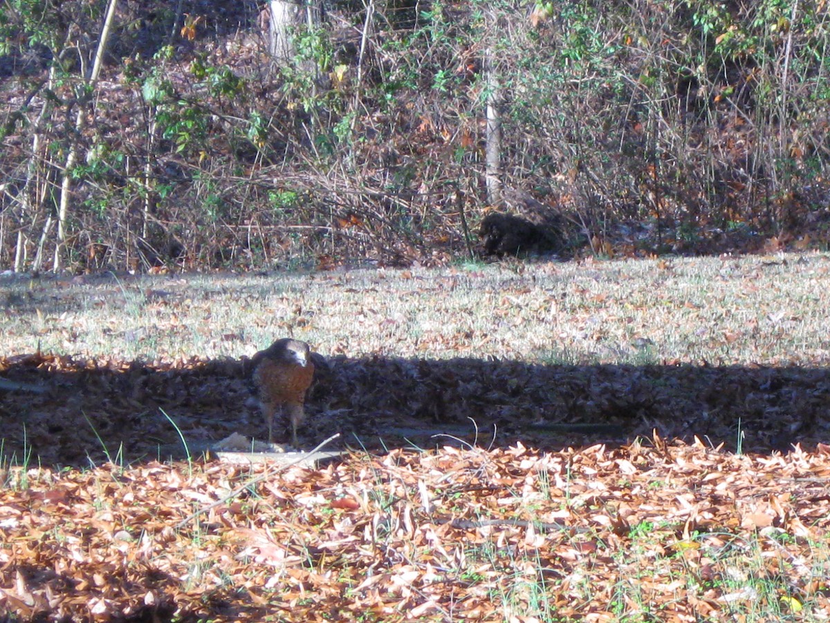 Red-shouldered Hawk - ML646935745