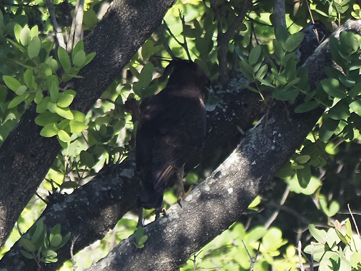 orel chocholatý - ML646935748