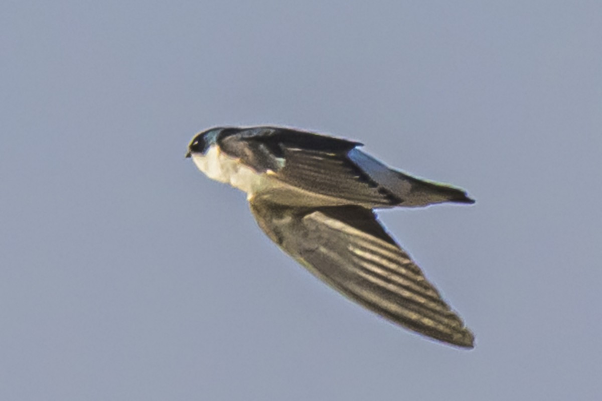 Weißbürzelschwalbe - ML646935753