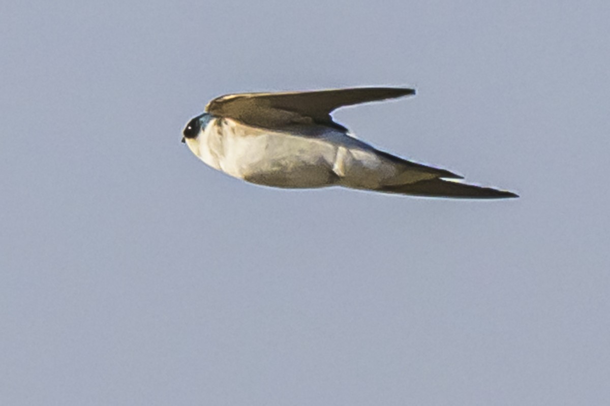 Weißbürzelschwalbe - ML646935754