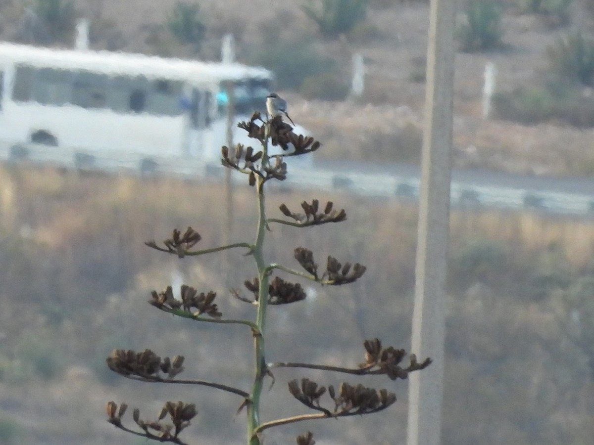 Американский сорокопут - ML646935755