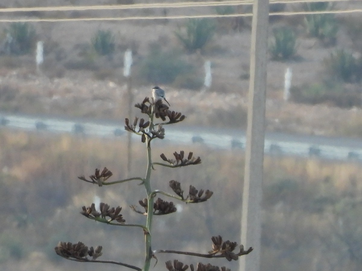 Американский сорокопут - ML646935756