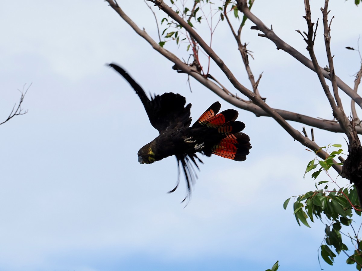 Glossy Black-Cockatoo - ML646935758