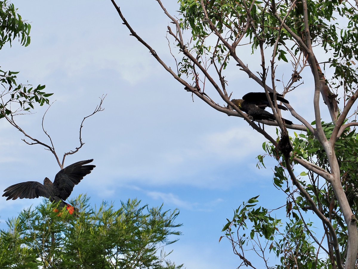Glossy Black-Cockatoo - ML646935759