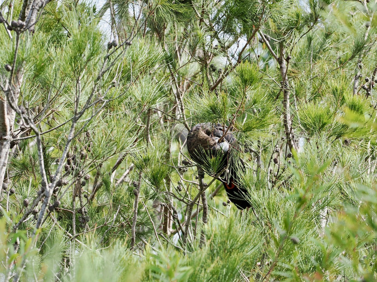 Glossy Black-Cockatoo - ML646935760