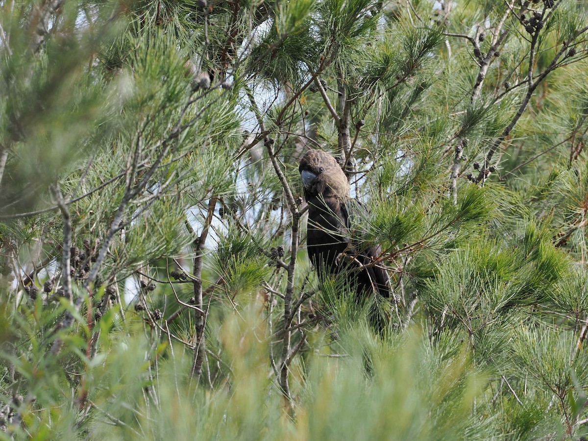Glossy Black-Cockatoo - ML646935761