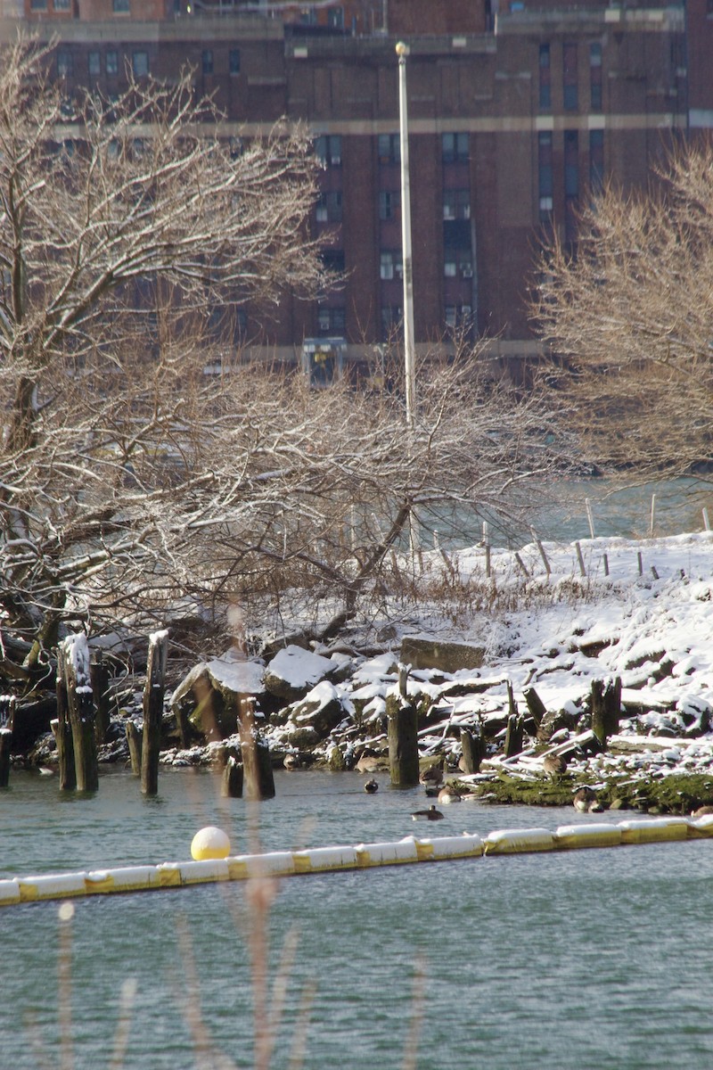 Canada Goose - ML646935763