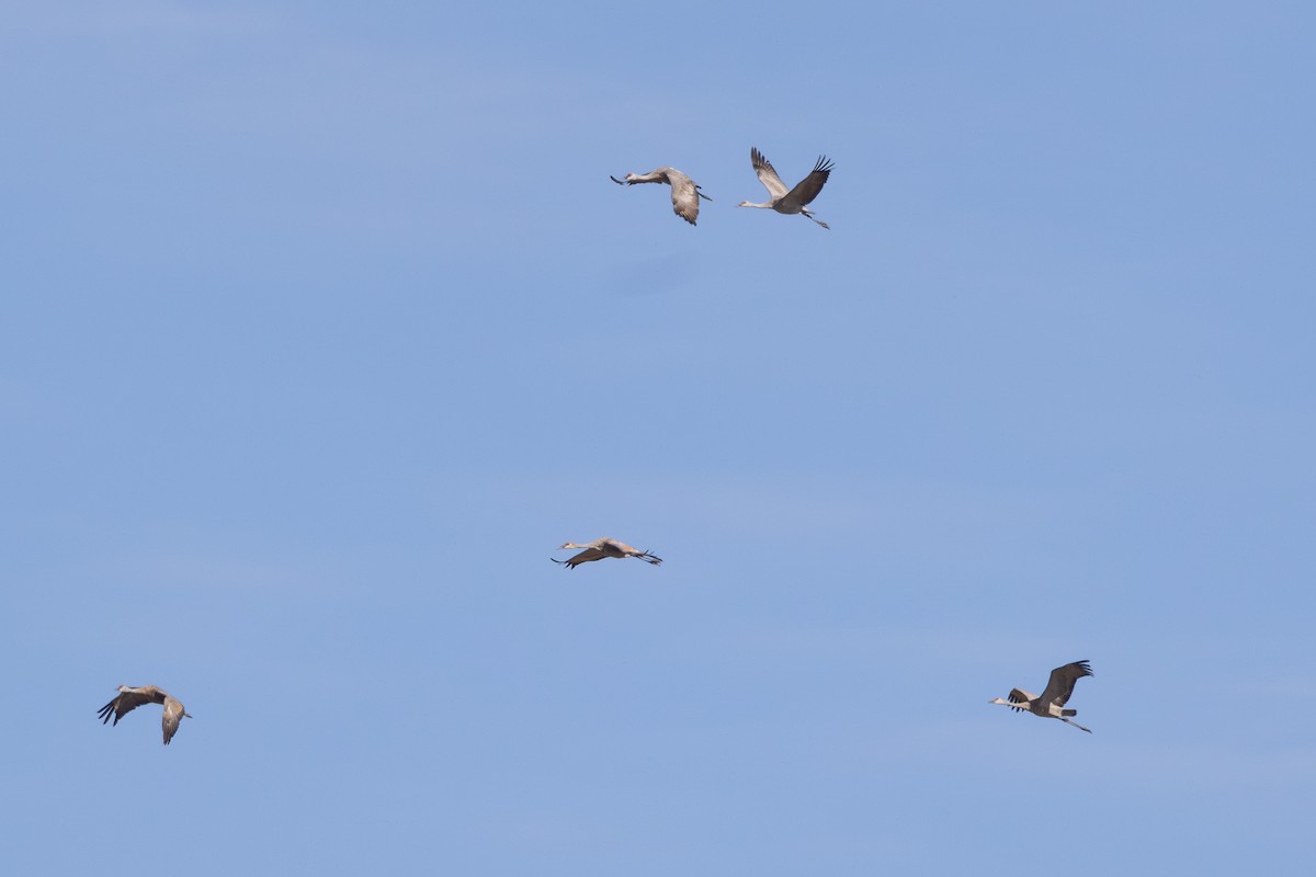 Sandhill Crane - ML646935769