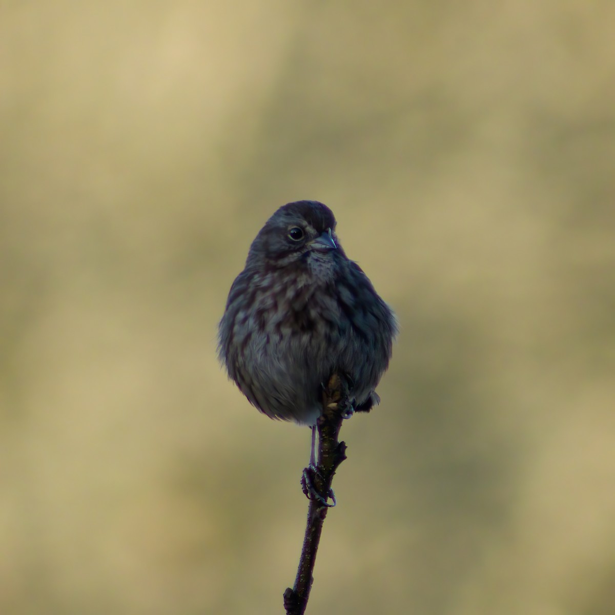 Song Sparrow - ML646935771