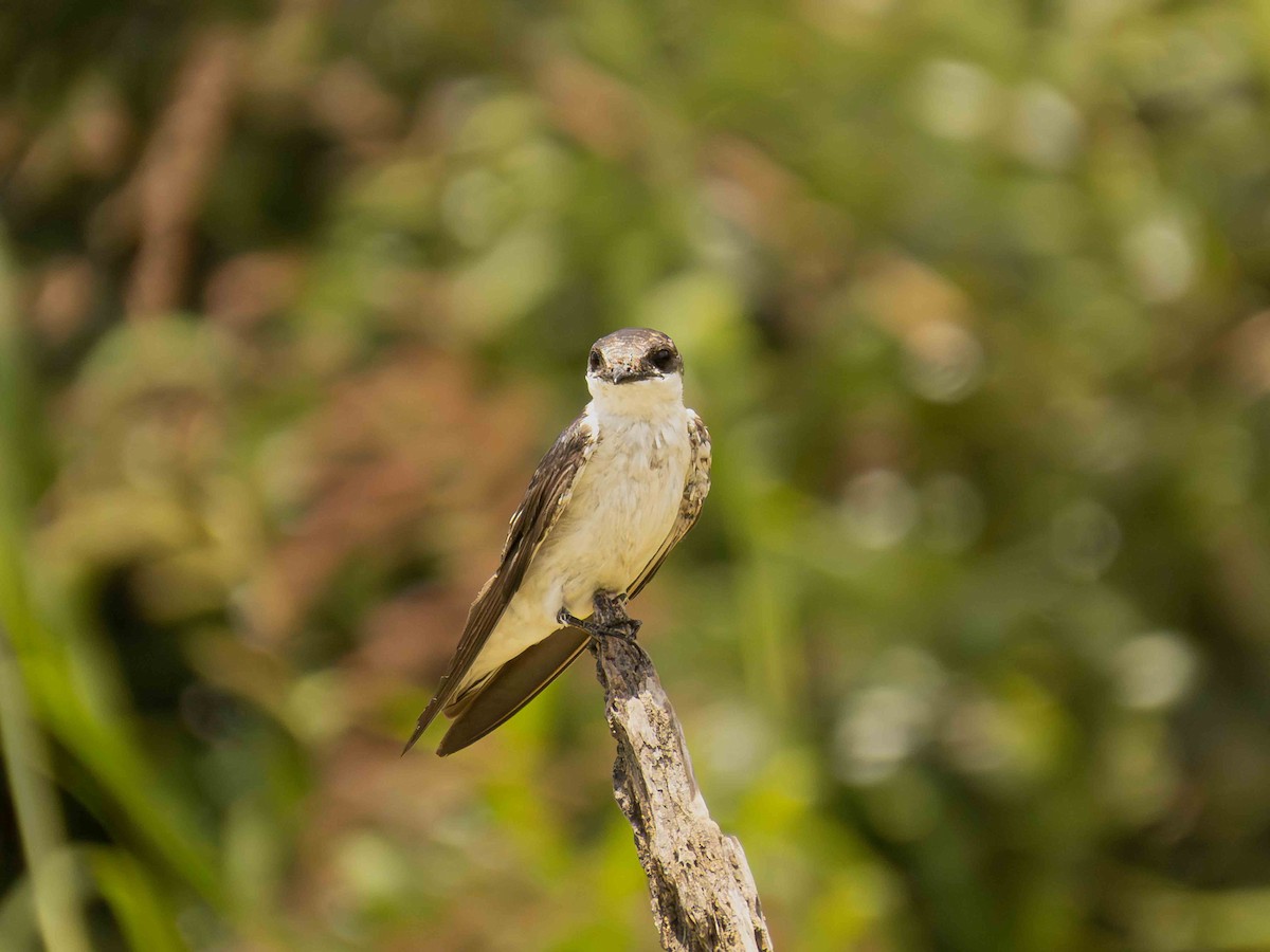 White-winged Swallow - ML646935779