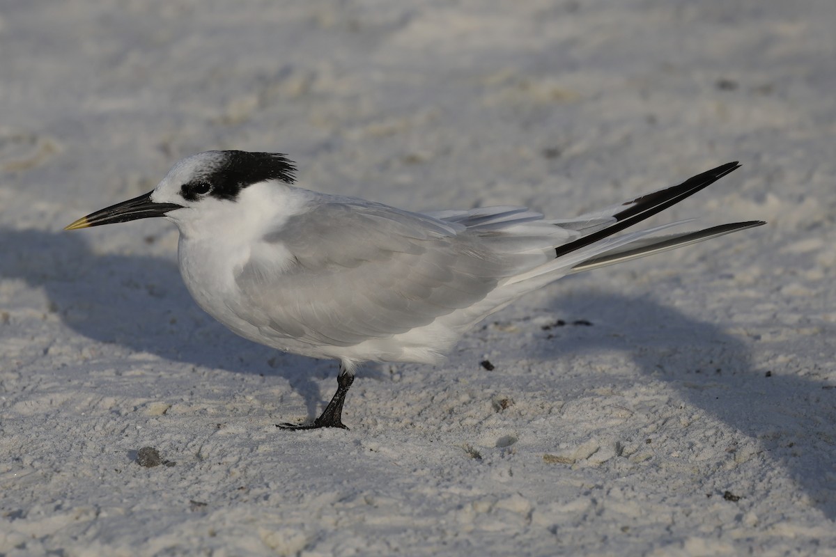 Крячок рябодзьобий - ML646935780