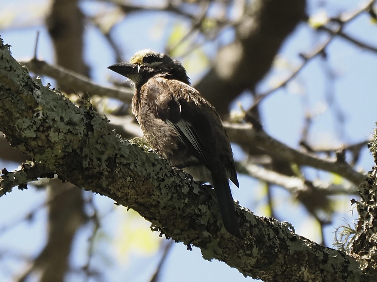 Whyte's Barbet - ML646935782
