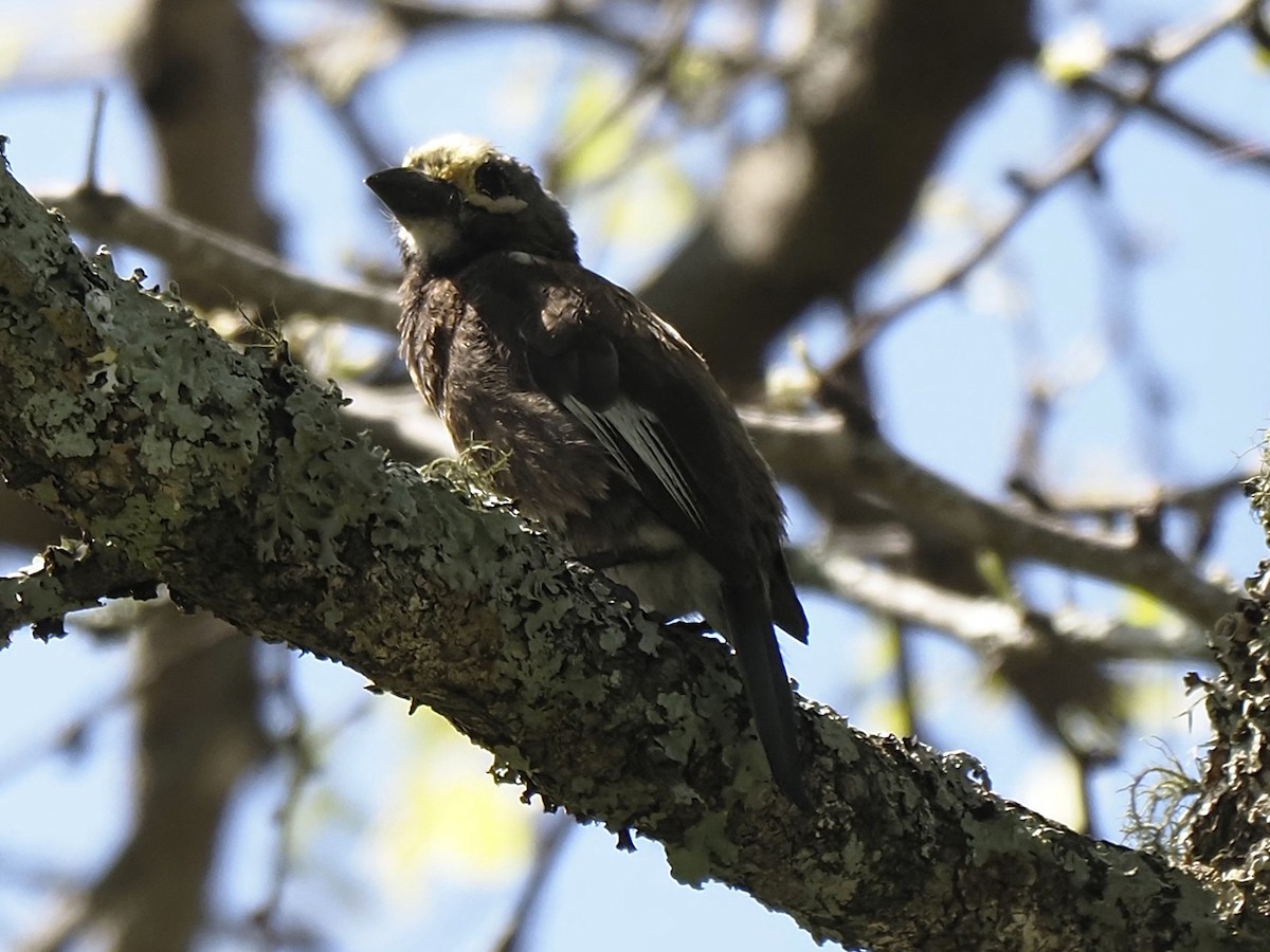 Whyte's Barbet - ML646935783