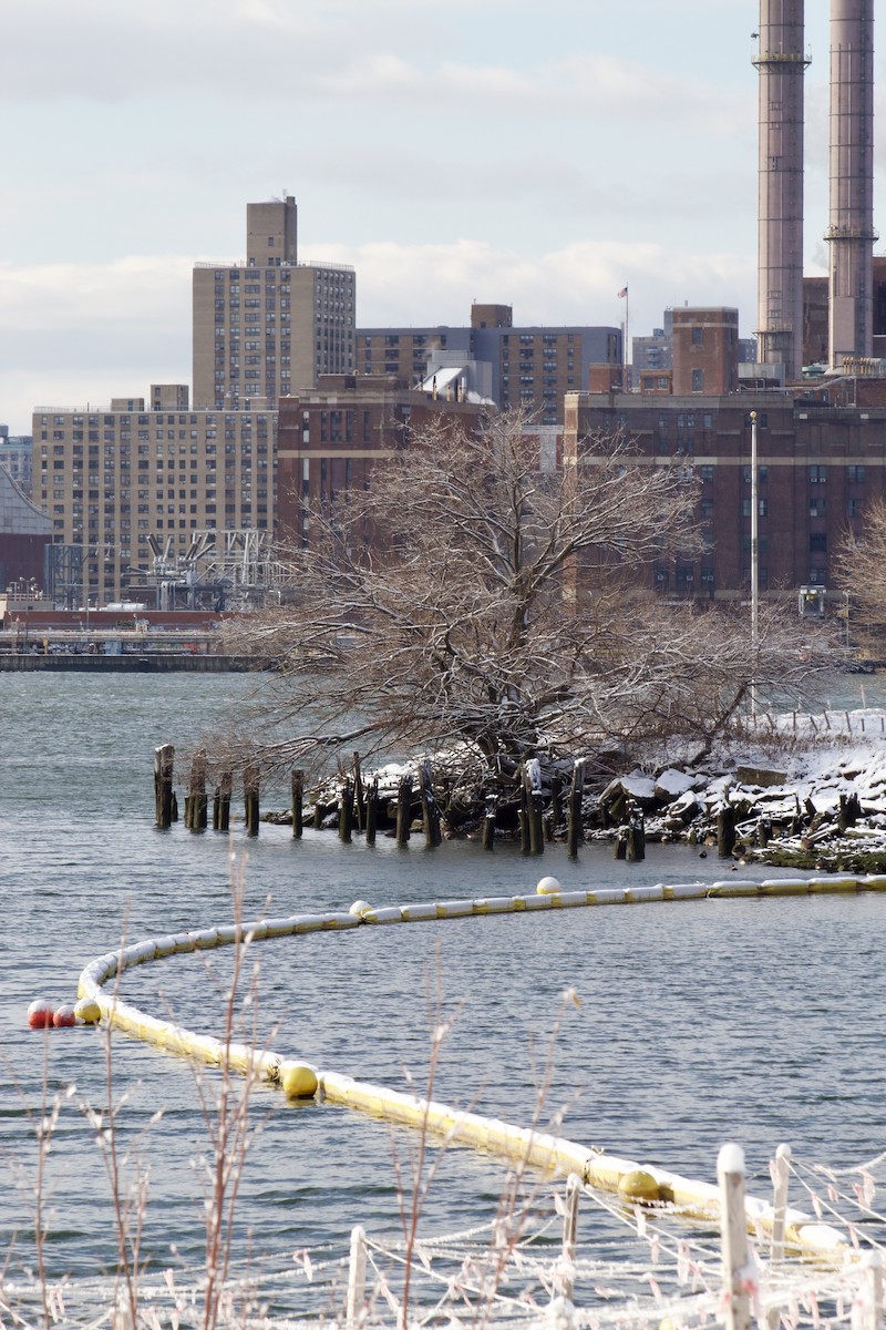 Gadwall - ML646935784