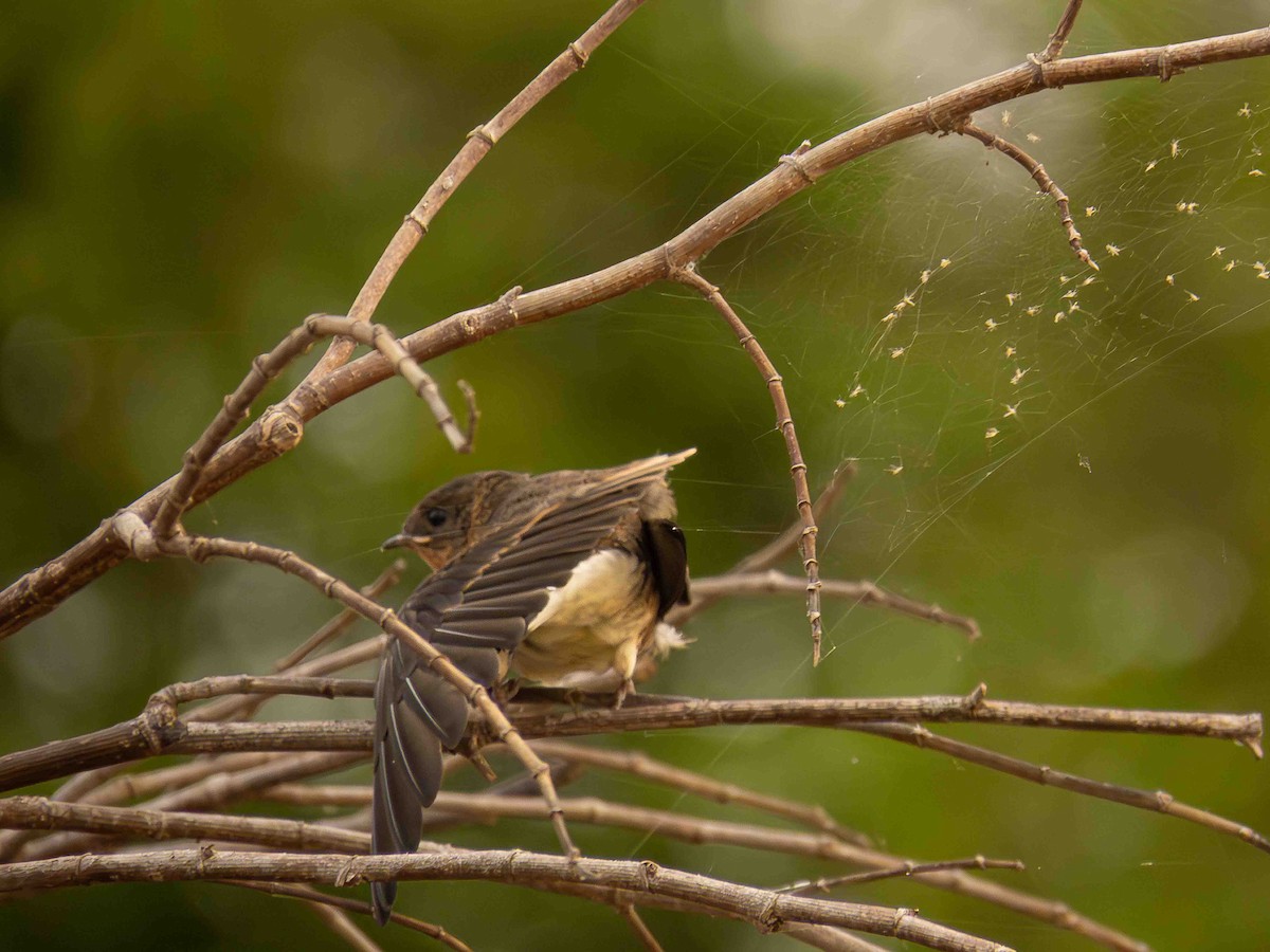 Southern Rough-winged Swallow - ML646935785