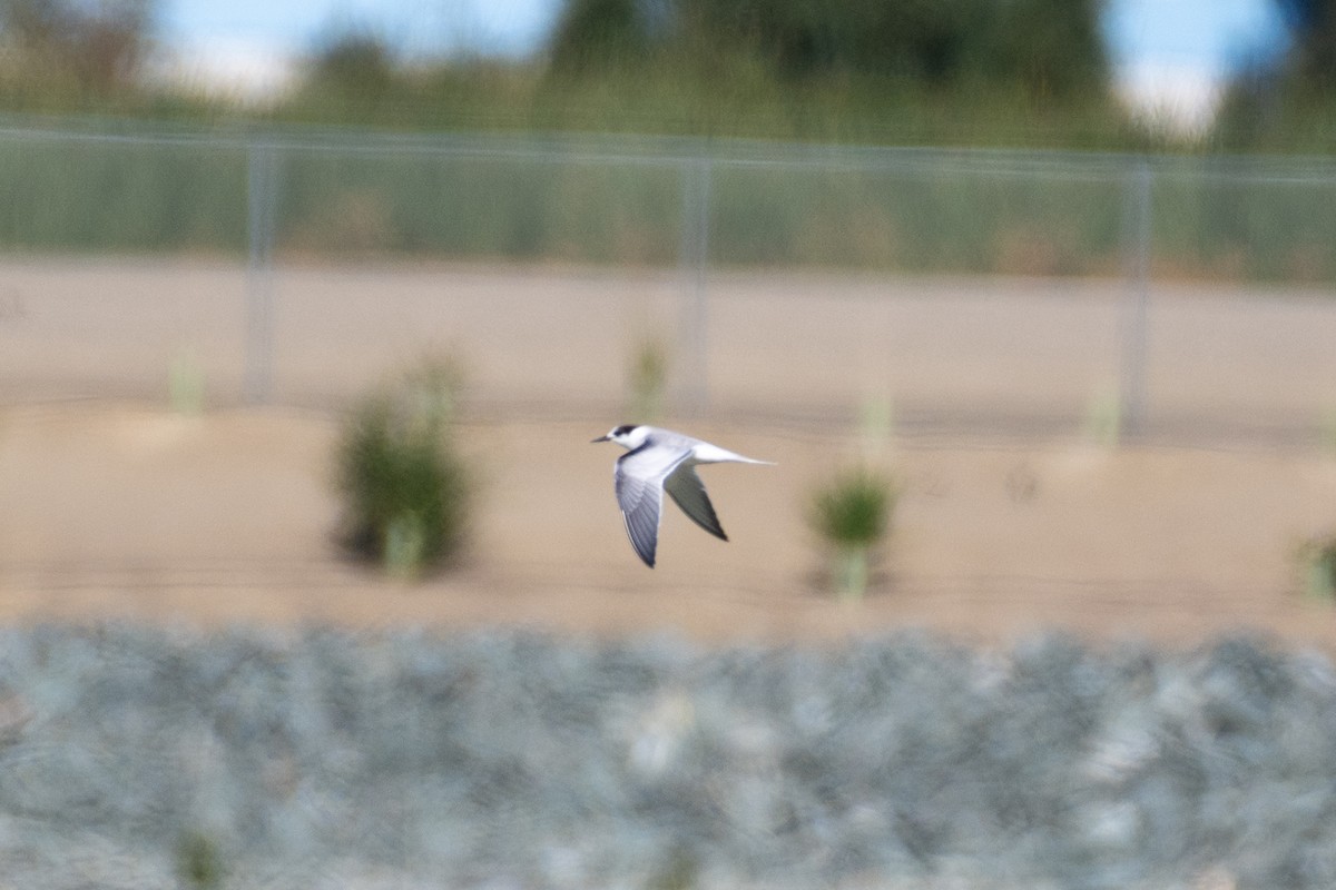 Common Tern - ML646935786