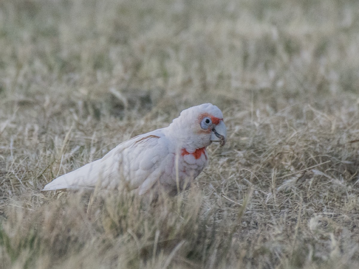 Long-billed Corella - ML646935794