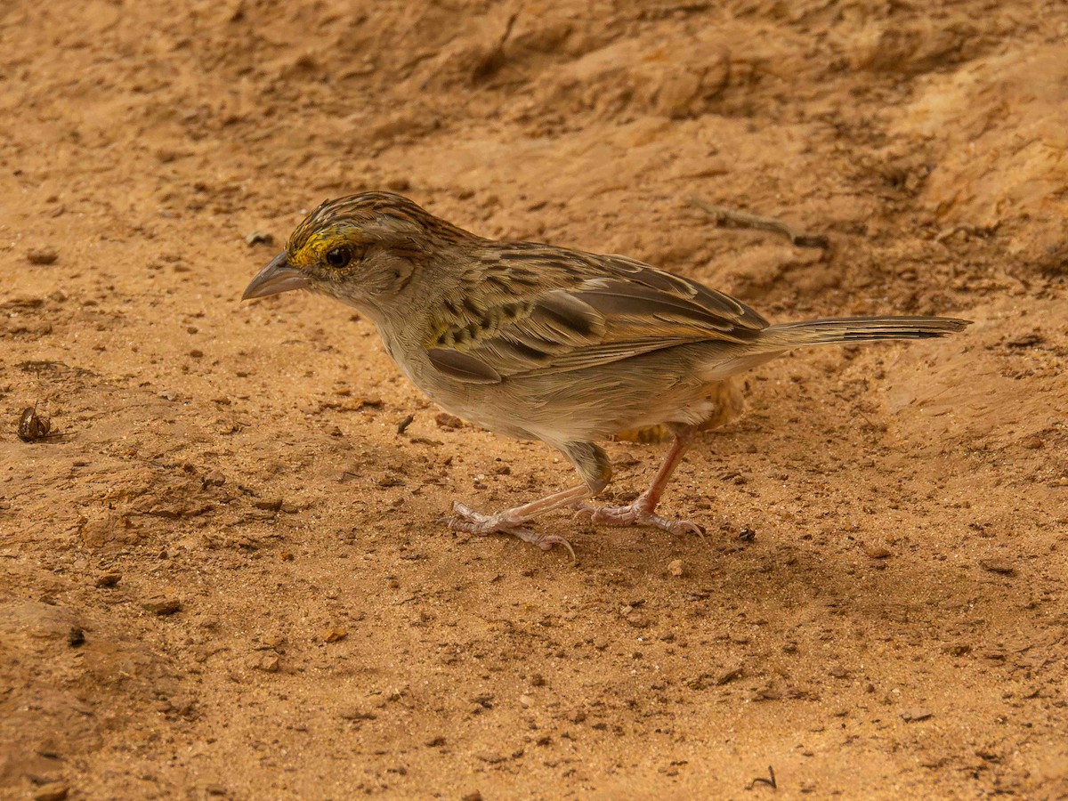 Grassland Sparrow - ML646935795