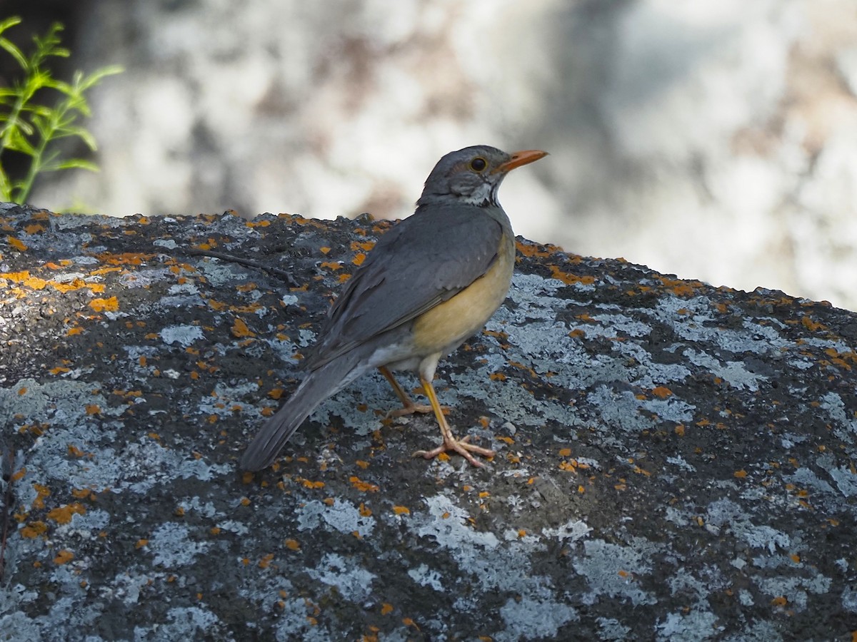 Kurrichane Thrush - ML646935796