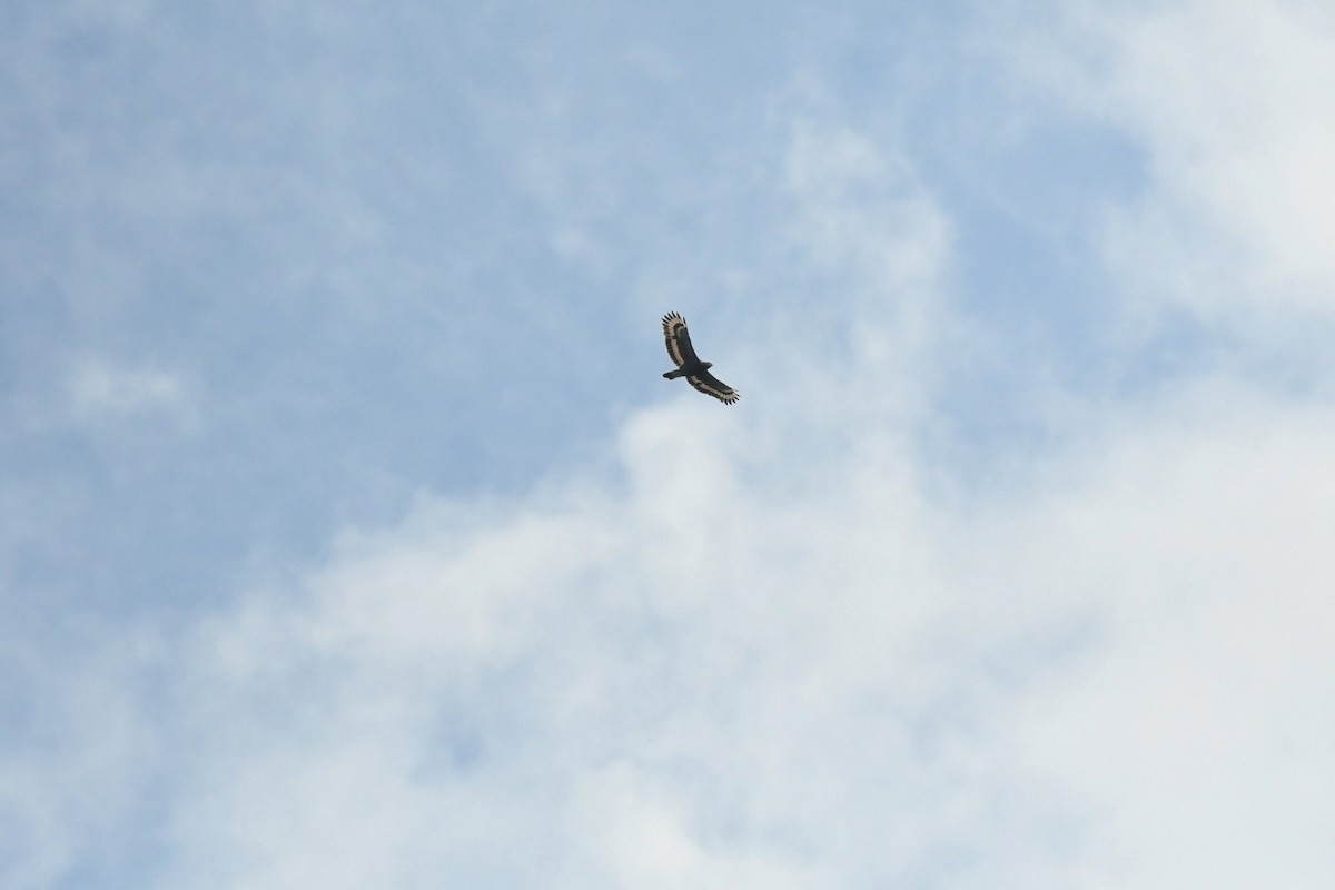 Хохлатый змееяд [группа cheela] - ML646935797