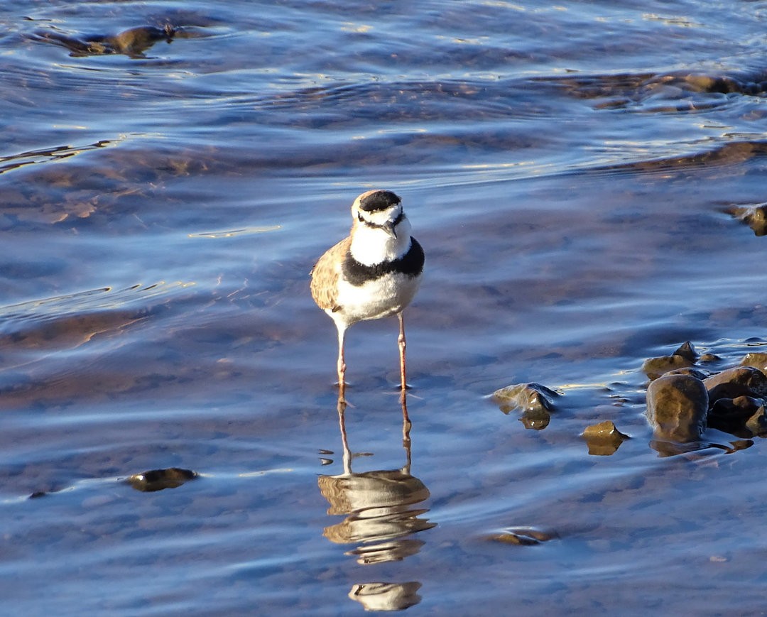 Collared Plover - ML646935799