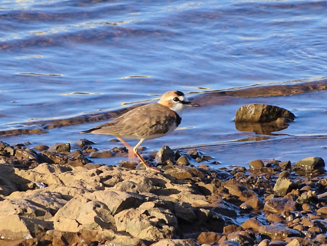 Collared Plover - ML646935800