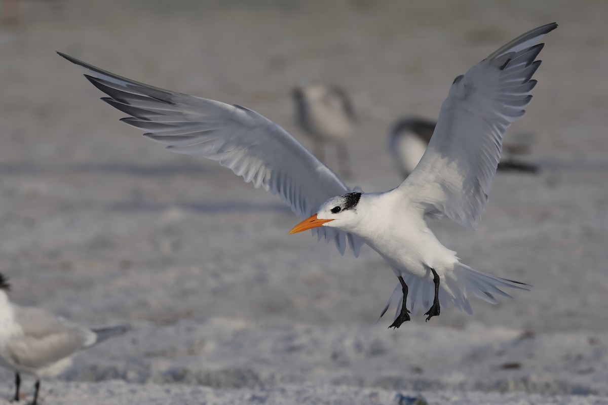 Крячок королівський - ML646935801