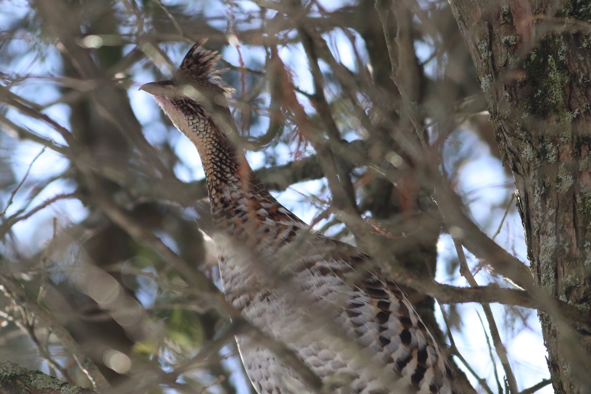 Ruffed Grouse - ML646935803