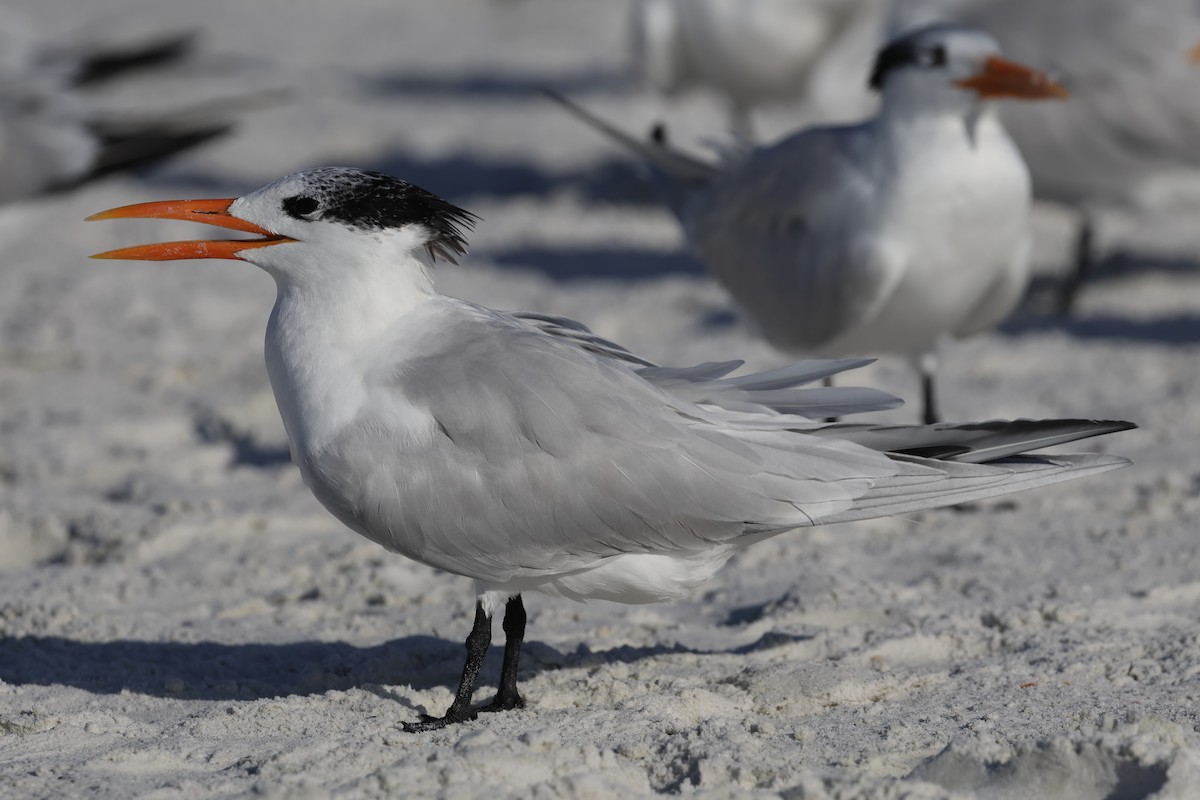 Крячок королівський - ML646935804