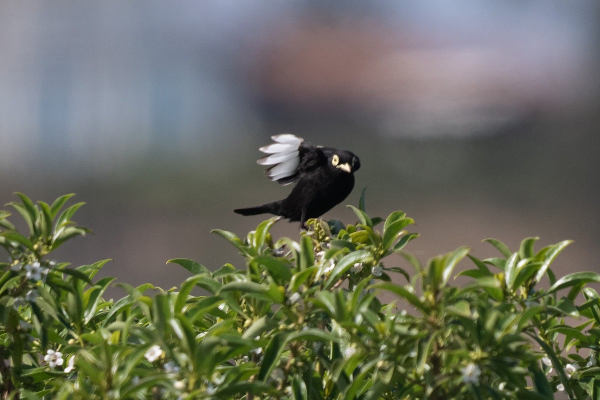 Brillendunkeltyrann - ML646935808