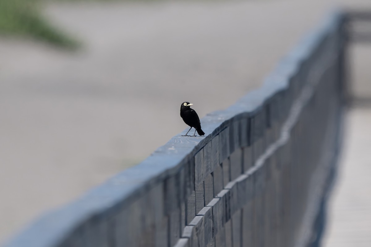 Brillendunkeltyrann - ML646935809