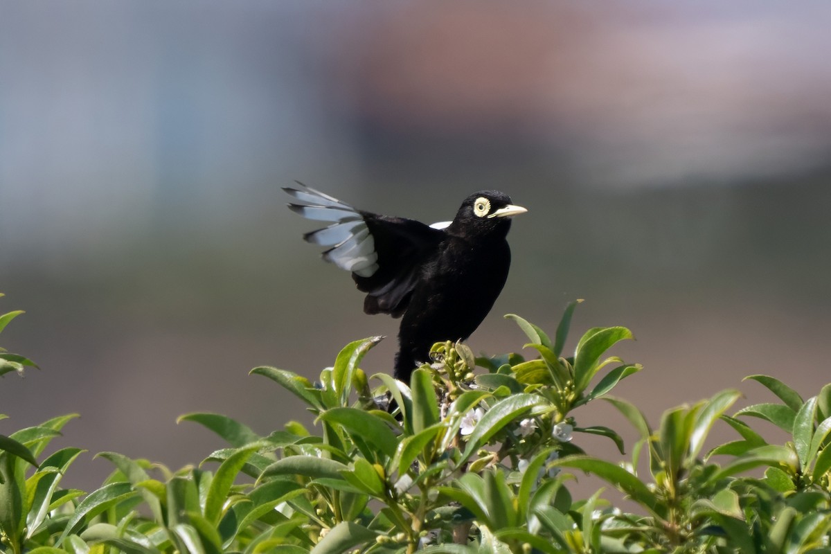 Brillendunkeltyrann - ML646935810