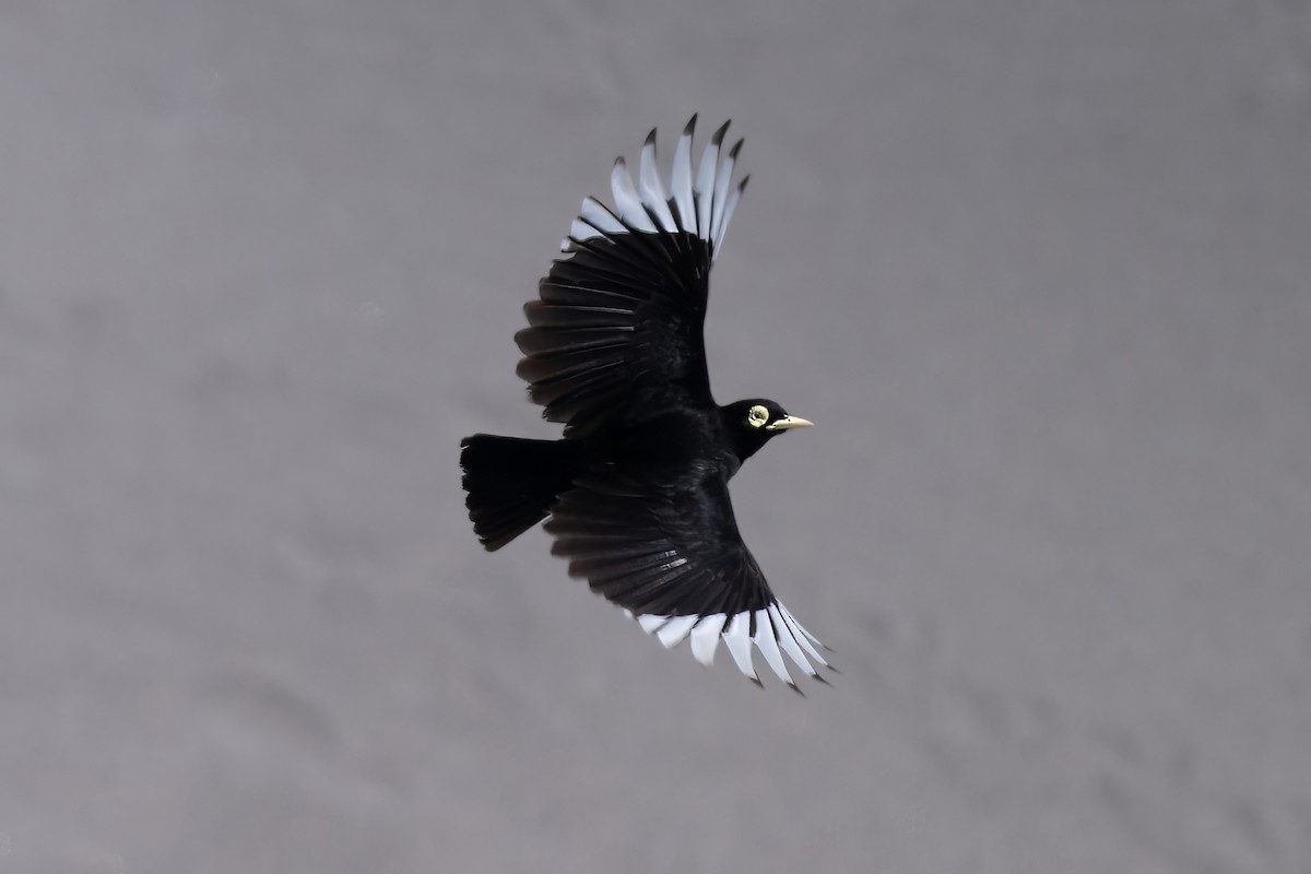 Brillendunkeltyrann - ML646935811