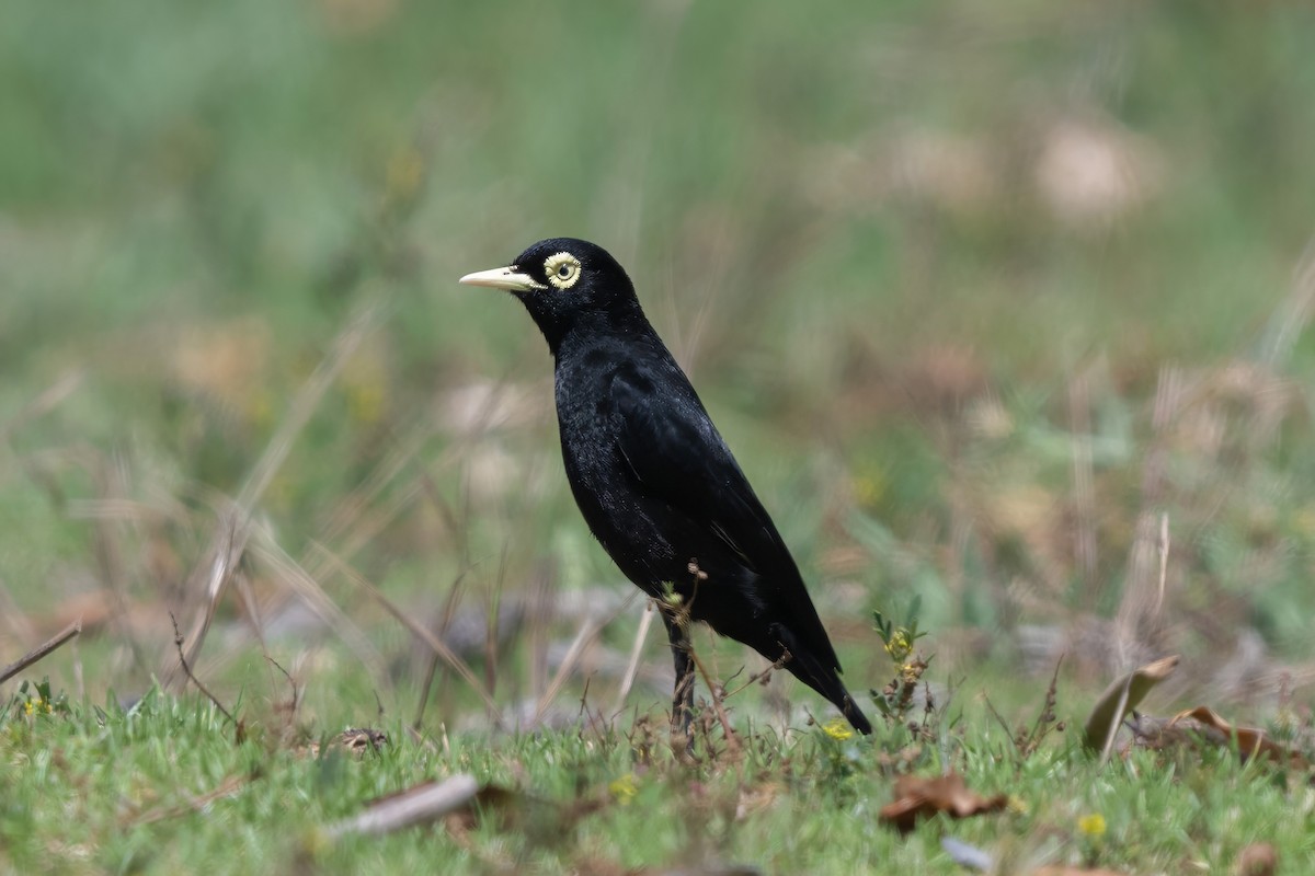 Brillendunkeltyrann - ML646935812