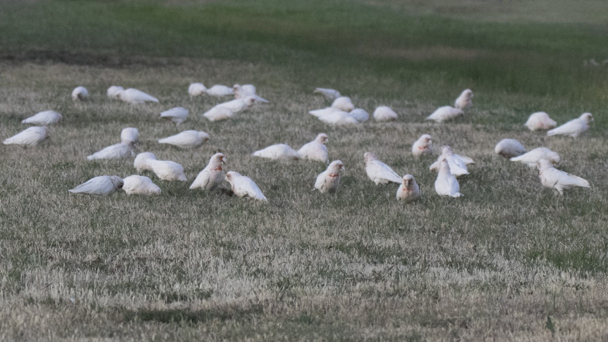 Long-billed Corella - ML646935819