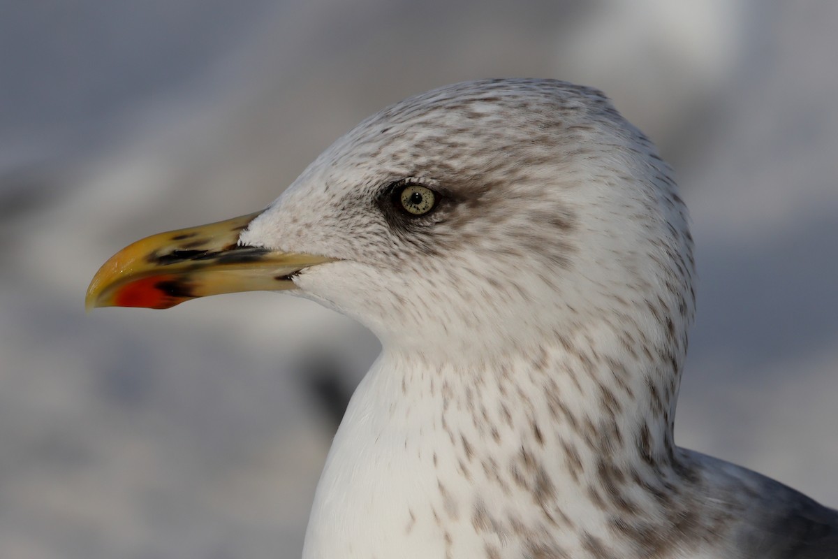 Мартин чорнокрилий - ML646935820