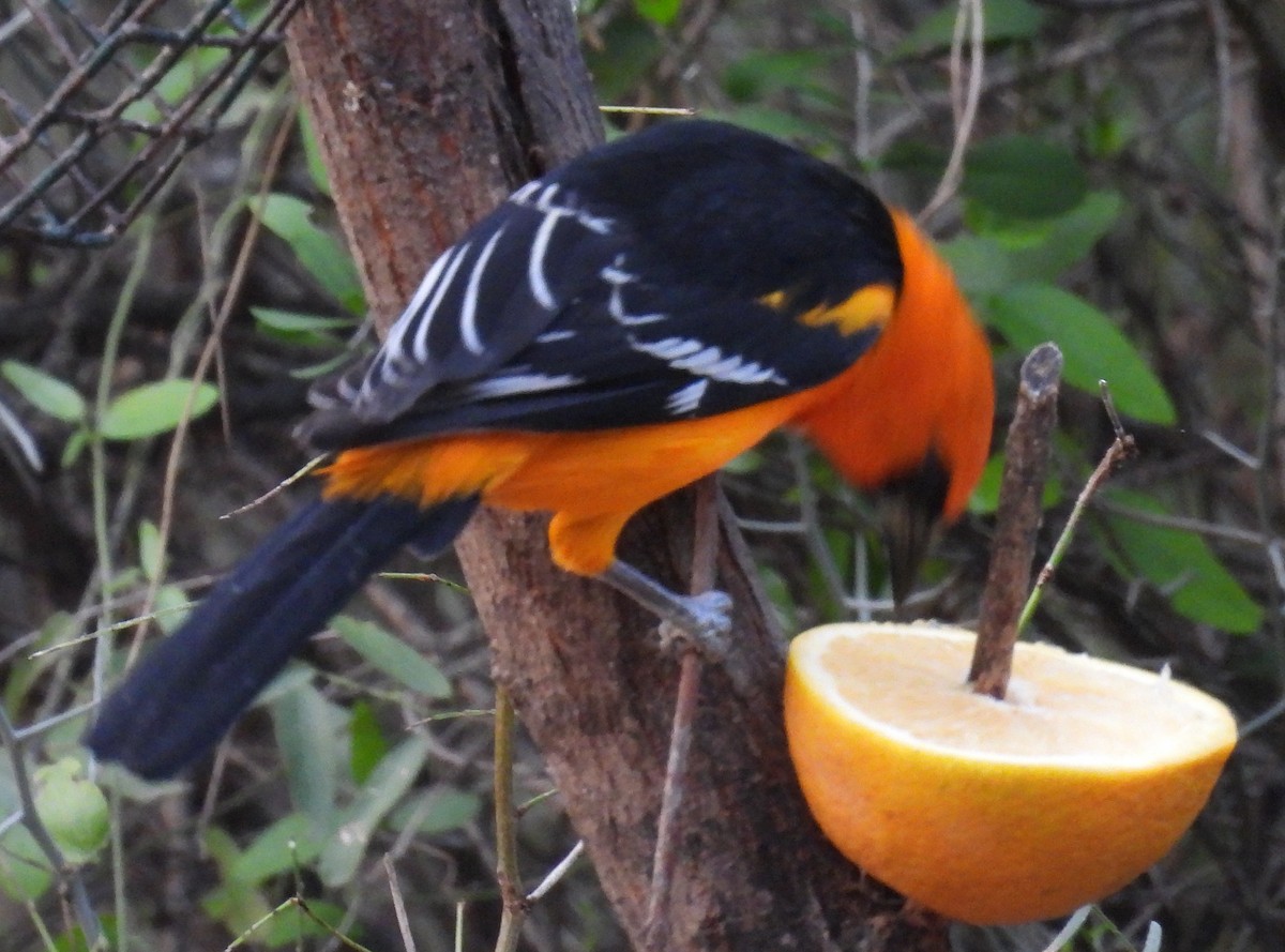 Altamira Oriole - ML646935824