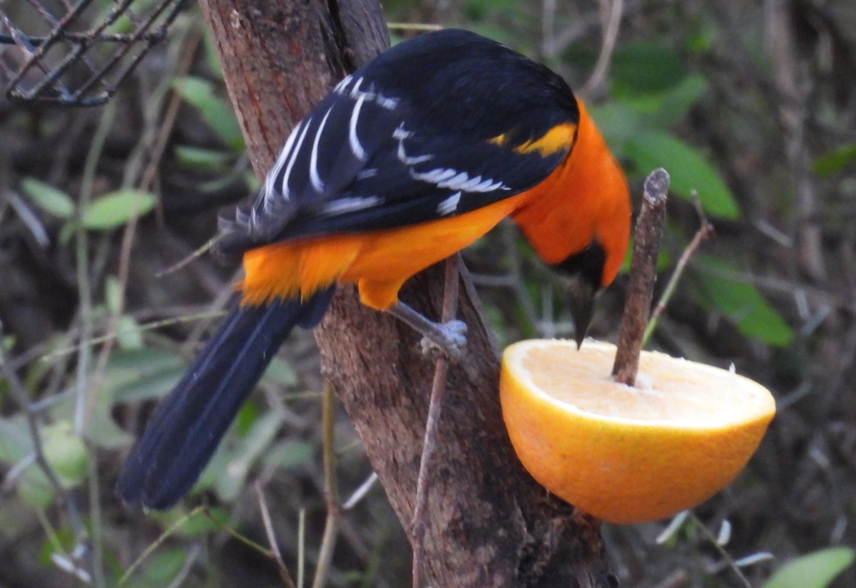 Altamira Oriole - ML646935825