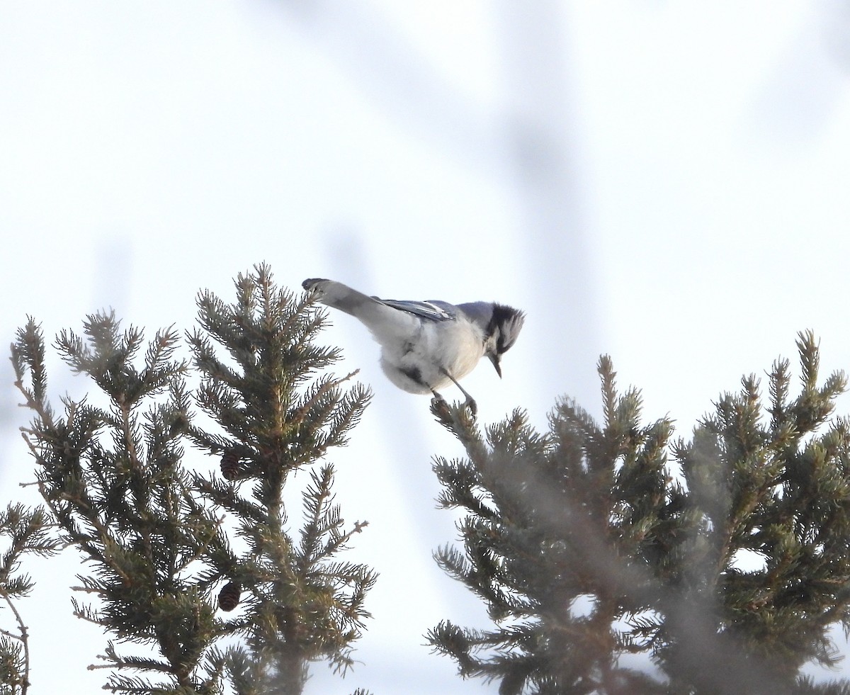 Blue Jay - ML646935826