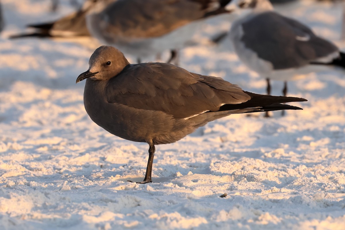 Мартин сірий - ML646935830
