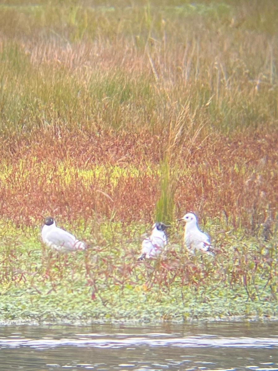 Andean Gull - ML646935836